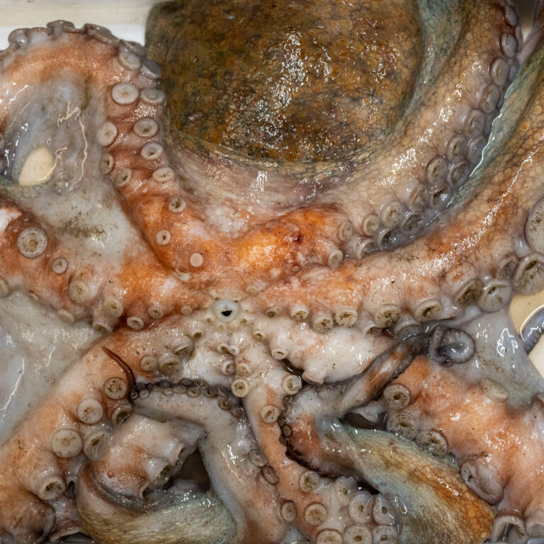 Octopuses Invade English Coast, ‘Eating Anything in Their Path’