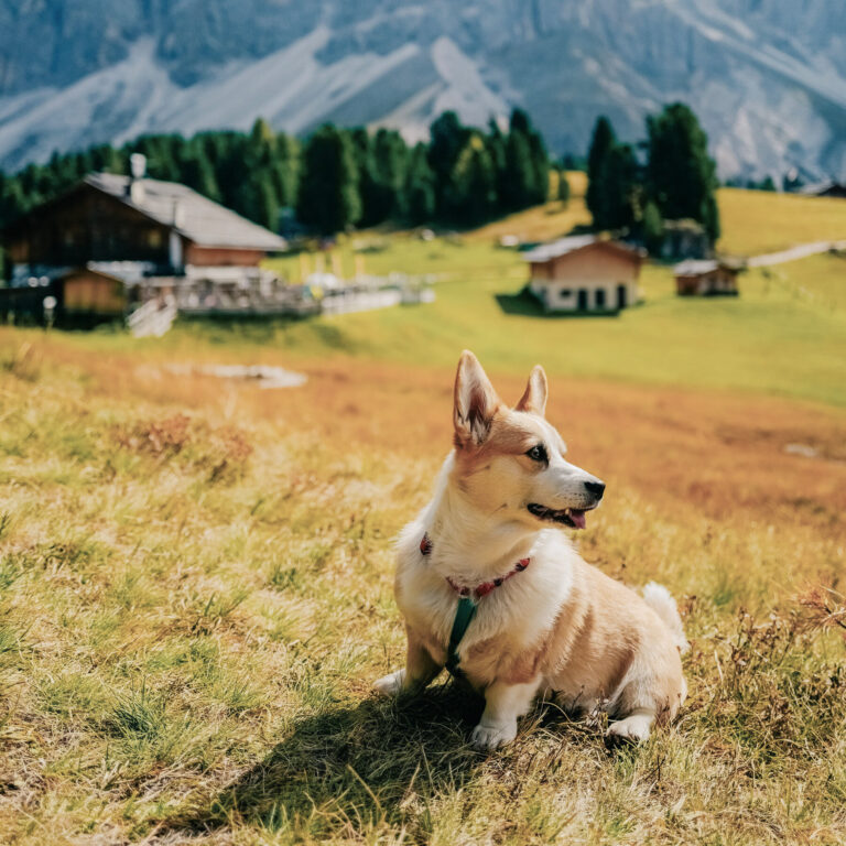 An Italian City Is Considering a Dog Tax for Tourists and Locals