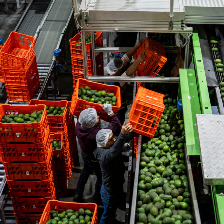 How a Plan to Save Forests From Avocados Would Work