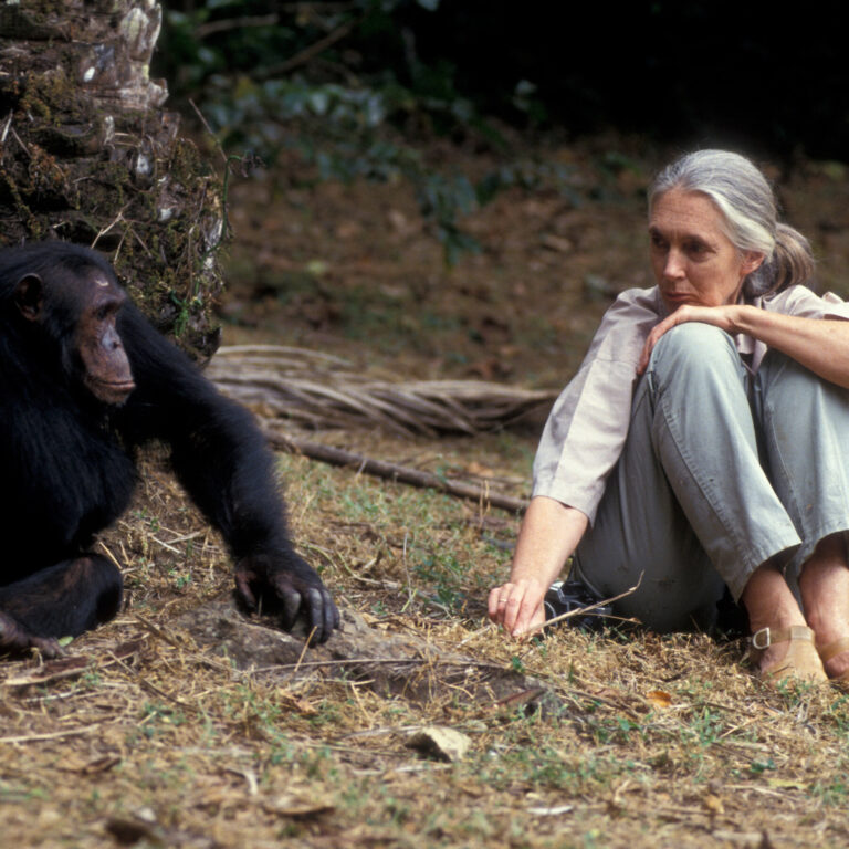 ‘There Will Always Only Be One Jane Goodall’