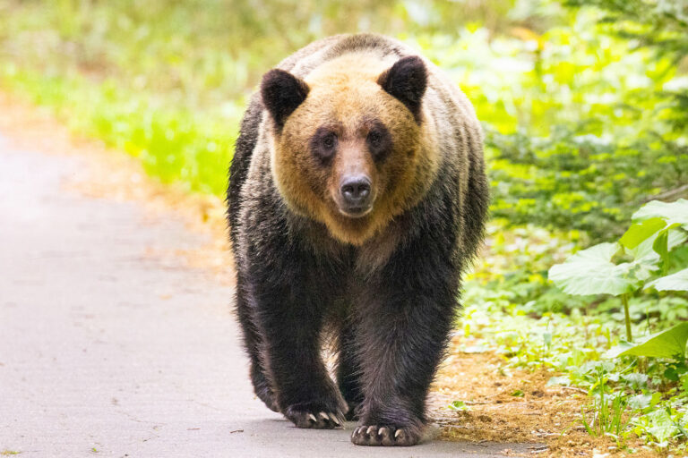 Bears have killed a record 7 people in Japan this year