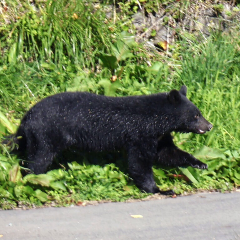 Japan Plans to Send Troops to Help Stop Bear Attacks