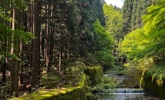 Decade of slowing deforestation offers hope for forests