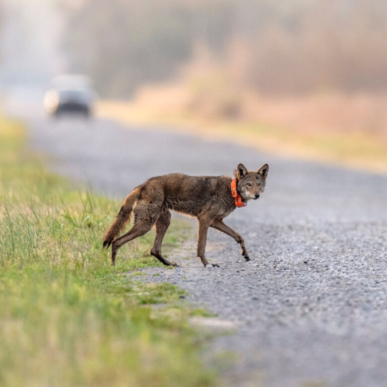 Trump Moves to Weaken the Endangered Species Act