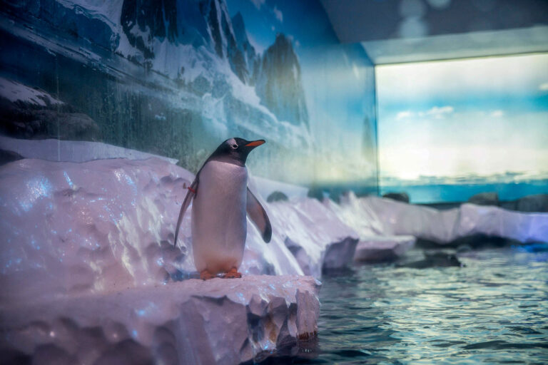 'Un-British' conditions spark concern for penguins at London aquarium