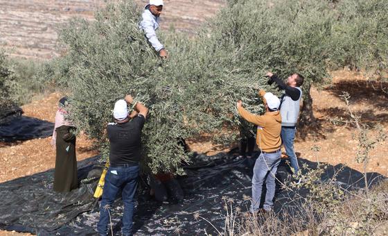 World News in Brief: Settler attacks in the West Bank, Madagascar hunger crisis, obesity in Europe