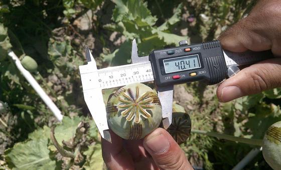 Afghanistan: Opium cultivation drops sharply, but regional trafficking rises