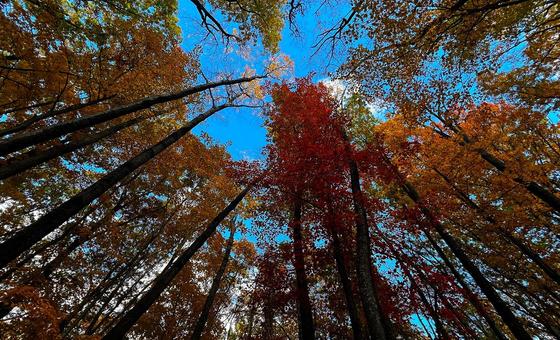 New Brazil-led fund aims to put forest protection at the heart of climate action