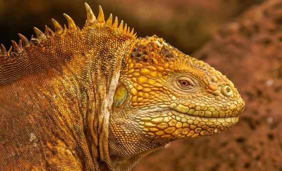 At-risk mountain vipers and iguanas, in rare company at key wildlife talks