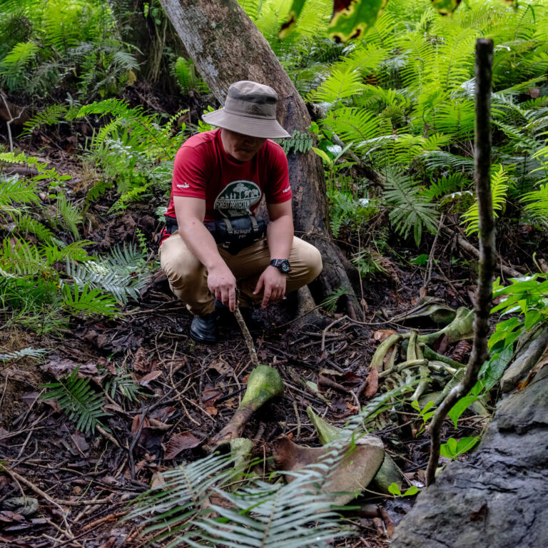In a Remote Jungle, the Gruesome Poaching of Rare Elephants
