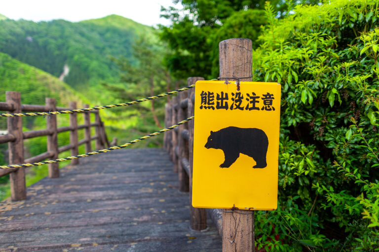 How Japan is fighting back against a surge of bear attacks