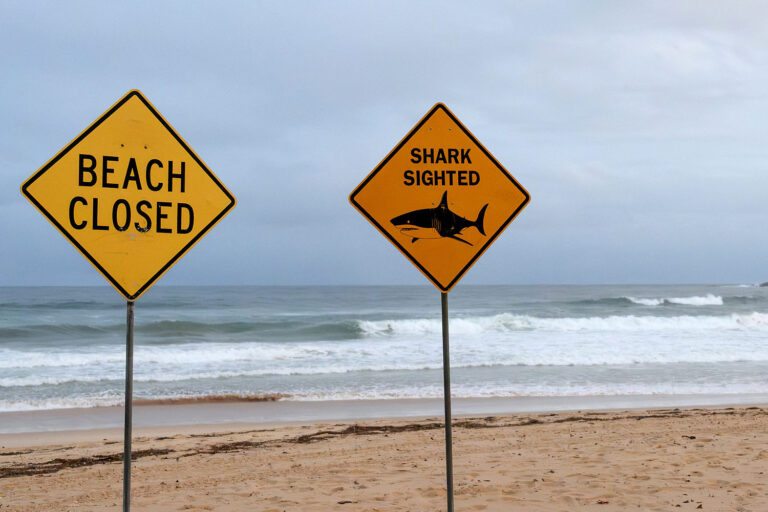 Australia shuts down beaches after 4 shark attacks; woman found dead surrounded by dingoes