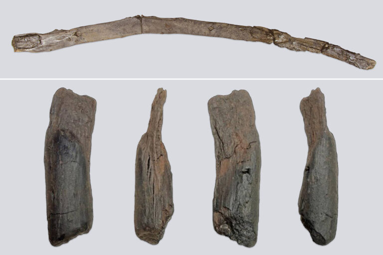 Shaped by ancient humans, 430,000-year-old wooden tools are the oldest ever found