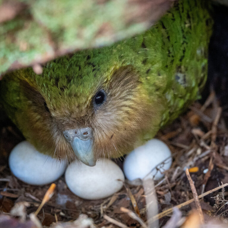 Superfood Fuels Mating Frenzy for Critically Endangered Kakapo