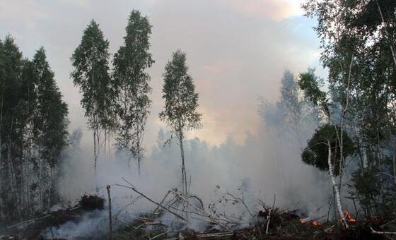 Forests are more than a resource: How Belarus protects its vital ecosystem
