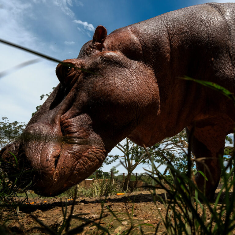 The Fight to Euthanize Pablo Escobar’s Hippos in Colombia