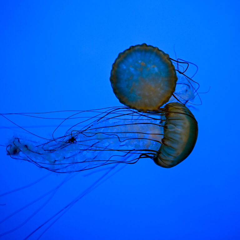 How to Stay Safe Around Jellyfish This Beach Season