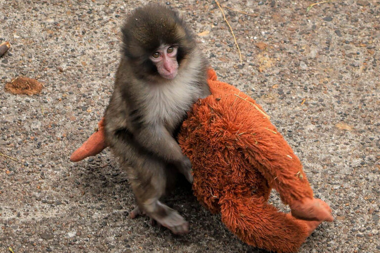 2 arrested after person breaks into Punch the monkey’s enclosure in Japan, zoo says