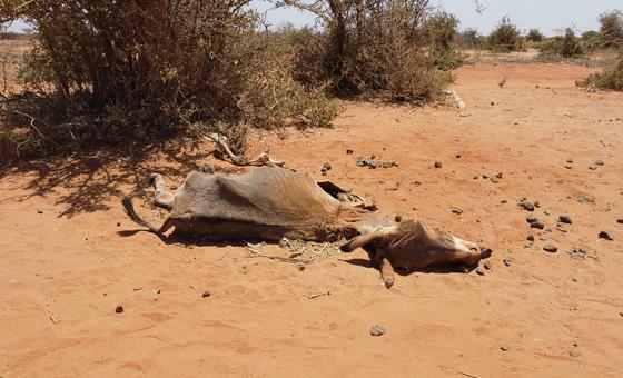 World News in Brief: Somalia drought response, Gaza and Ukraine aid updates, human rights abuses in Tunisia