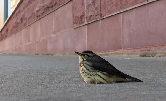 ‘Every Bird Counts’: How city residents can help protect migratory birds
