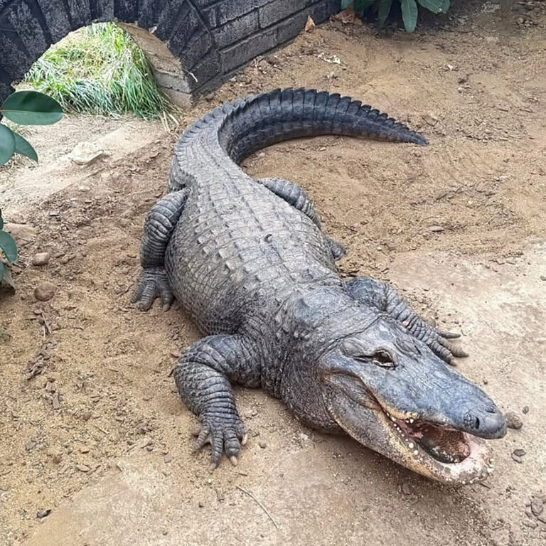 Man Forced Boy, 3, Into Crocodile Pen at English Zoo, Police Say