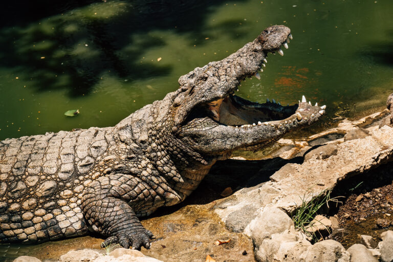 3-year-old critically injured by crocodile after ending up in its enclosure in British zoo