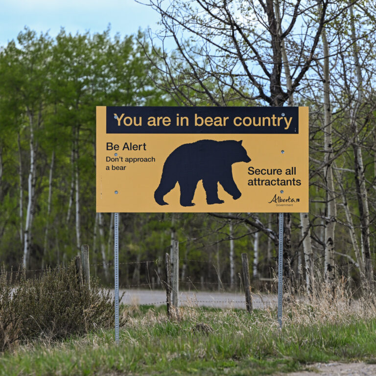 A Close Call With an Alberta Grizzly Bear, Recorded in Its Entirety