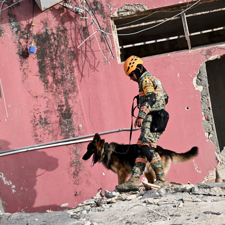 Dozens of Dogs Join Search for Venezuela Earthquake Survivors