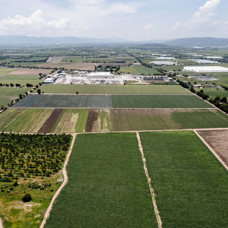A Lettuce-Growing Region in Mexico Stomachs the Fallout From the Cyclospora Outbreak