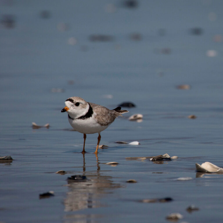 Trump Cuts Habitat Protections for Endangered Species