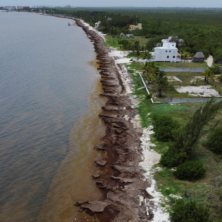 Mexico’s President Unveils Plan to Fight Seaweed That Is Choking Beaches