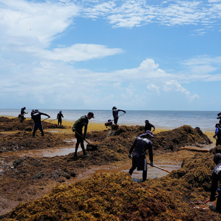 Mexico Declares War on Stinky Seaweed